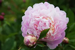Out Door Prints: Close up of Pink Peony Flower