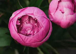 Petals Prints: Close up of pink peony flowers starting to bloom in a garden