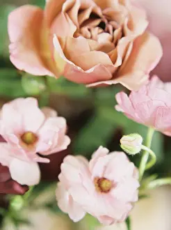 Blurry Background Prints: close up of pink and tan flowers