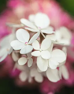 Kingston Prints: Close up of pink and white flowers on a blooming hydrangea plant
