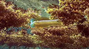 Close View Prints: Close up of plastic bottle drifting Seaweed Brown (Sargassum)