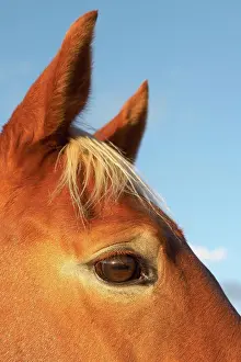 Ears Prints: Close up portion of horses face including eye, ears and forelock