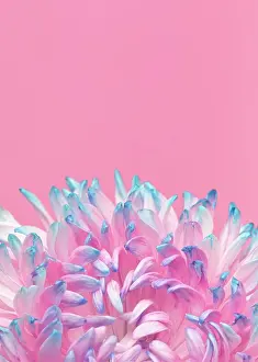 Tulip Prints: close up pretty bloomed flower