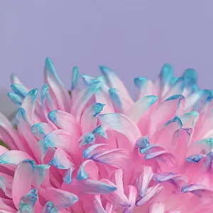 Luminous Prints: Close up pretty pink blue flower