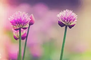 Globe Prints: Close up of two purple Chives flower Close up of two beautiful purple Chives flower Copyright: xZoonar