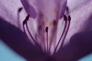Tight Prints: Close up of purple flower petals, filaments and anther