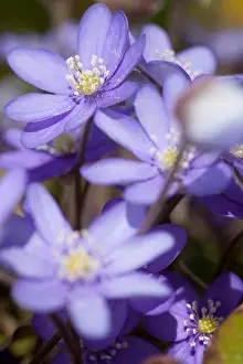 Summers Prints: Close up of purple flowers