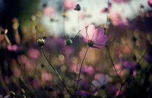 Large Group Prints: Close up of purple flowers in field