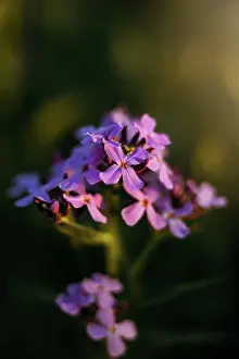 Golden Hour Prints: Close up Purple flowers in Sunlight
