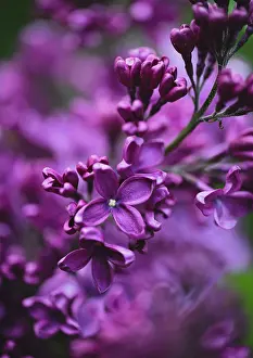 Kingston Prints: Close up of purple lilac flowers blooming on a spring day