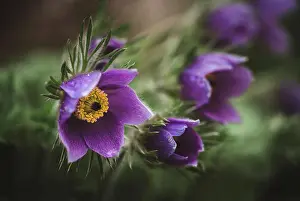 Kingston Prints: Close up of purple pasque flower, pulsatilla grandis in springtime