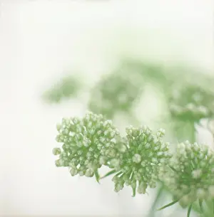 Genus Prints: Close up of Queen Anne's Lace flower