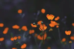 Curve Prints: Close up of red flowers in a dark mood look