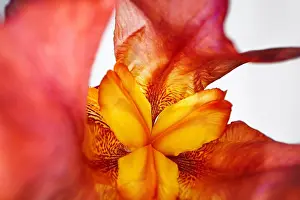 Iris Prints: Close up of a red iris flower macro shot