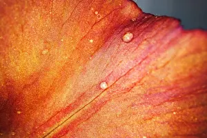 Iris Prints: Close up of a red iris flower macro shot