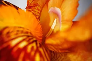 Iris Prints: Close up of a red iris flower macro shot