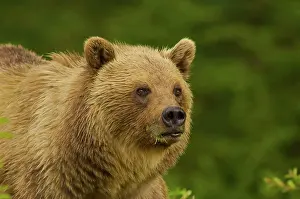 Colored Background Prints: Close up of a Rocky Mountain Grizzly Bear Ursus arctos horribilis