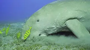 Feed Prints: Close up of Sea Cow (Dugong dugon) or Dugong accompanied by school of Golden trevally (Gnathanodon speciosus)