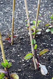 Point Of View Prints: Close up of seedlings supported by wooden stakes