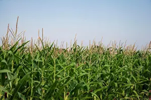 Crops Prints: Close up shot of corn field with blue sky as background