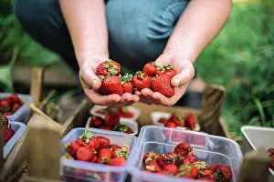 Produce Prints: Close up shot of a person hands picking strawberries