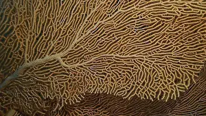 Close View Prints: Close up of soft coral (Subergorgia mollis) Giant Gorgonian or Sea fan in coral garden at sea depth