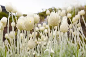 Summers Prints: Close up of spiked flowers