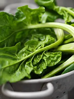 Vegetables Prints: Close up of spinach in colander