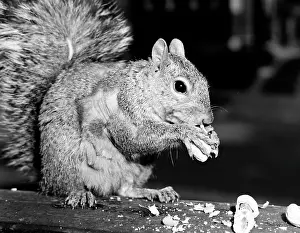 Fluffy Prints: Close up of squirrel