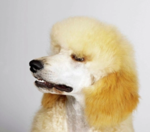 Carnivorous Prints: Close up of Standard Poodle