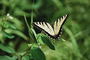 Kingston Prints: Close up of swallowtail butterfly sitting on a green plant