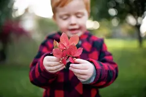 People In Nature Prints: Close up of toddler boy holding up pretty fall red leaves outdoors