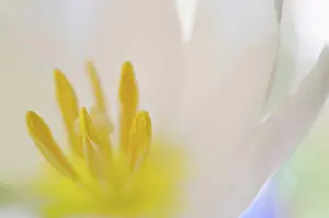Tulip Prints: Close up of tulip flower