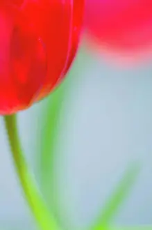 Tulip Prints: Close up of tulip flower