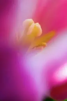 Tulip Prints: Close up of tulip flower