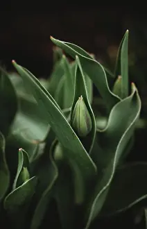Tulip Prints: Close up of tulip flower bud emerging from leaves on spring day