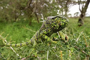 Chameleon Prints: Close-up of an Adult Flap-Necked chameleon (Chameleo dilepis) in forest