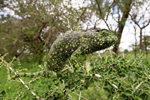 Chameleon Prints: Close-up of an Adult Flap-Necked chameleon (Chameleo dilepis) in forest