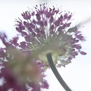 Tender Prints: Close-up of allium flower