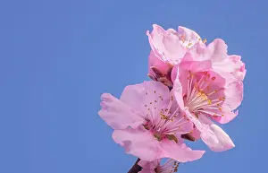 Einzelheit Prints: Close-up of an almond flower Close-up of an almond flower Copyright: xZoonar