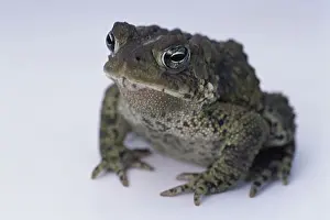 Purestock Prints: Close-up of an American Toad