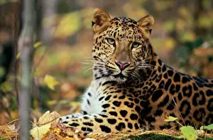Endangered Prints: Close-up of a Amur Leopard (Panthera Pardus Orientalis), Northern Minnesota