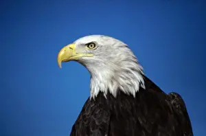 Bald Prints: Close-up of a Bald Eagle