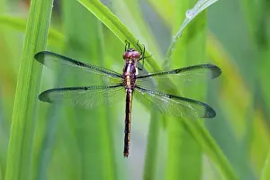 Animallife Prints: Close-up of a Bar-Winged Skimmer (Libellula axilena) on leaves
