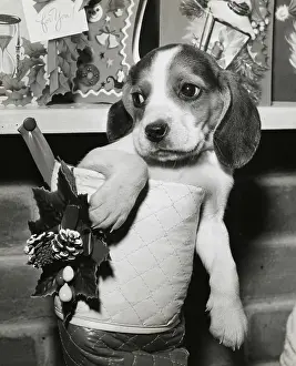 Cone Prints: Close-up of a beagle in a Christmas stocking