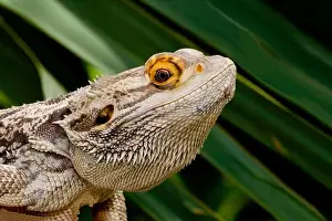 Animallife Prints: Close-up of a Bearded Dragon lizard (Pogona vitticeps)