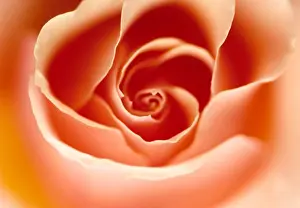 Designs Prints: Close-up of a beautiful peach-colored rose which has opened