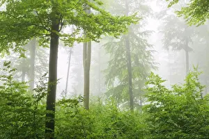 Looking Through Prints: Close-up of beech trees and undergrowth in a forest on a misty morning