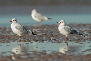 Gull Prints: Close-up of three Black-Headed gull (Chroicocephalus ridibundus)
