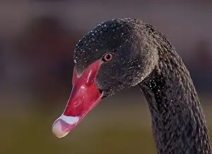 Focus On Foreground Prints: Close-up of a Black swan (Cygnus atratus)